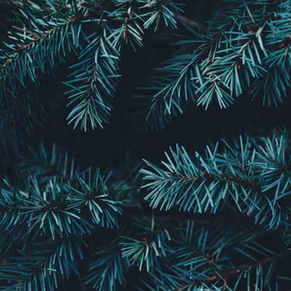 Christmas tree branches wallpaper
