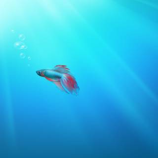 Fish ultra HD wallpaper