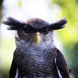 Funny bird wallpaper