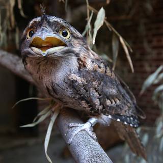 Funny bird wallpaper