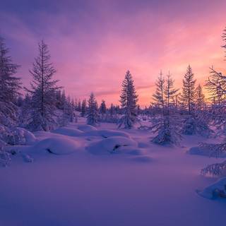 Winter forest landscape wallpaper