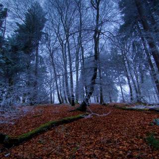Frost trees leaves branches wallpaper