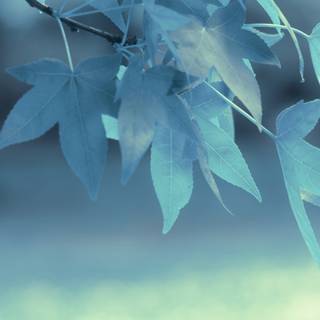 Frost trees leaves branches wallpaper