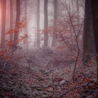 Frost trees leaves branches wallpaper