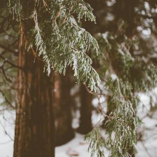 Frost trees leaves branches wallpaper