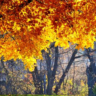 iPhone SE autumn wallpaper