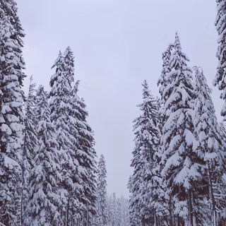 Winter snow phone wallpaper