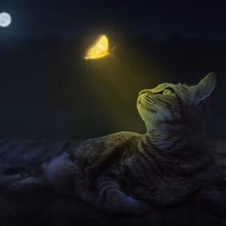 Cat butterfly wallpaper