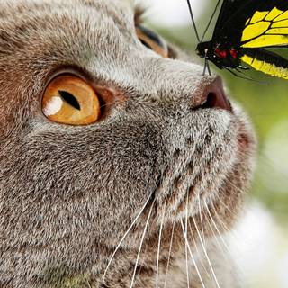 Cat butterfly wallpaper