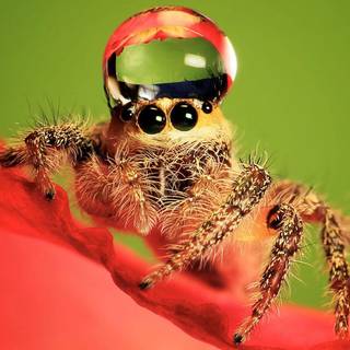 Jumping spider wallpaper