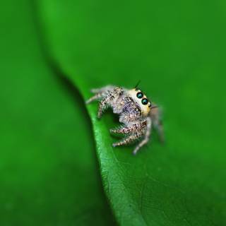 Jumping spider wallpaper