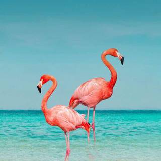 Cute flamingo wallpaper
