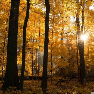 Autumn forest ultrawide wallpaper