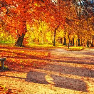 Bench autumn leaves wallpaper