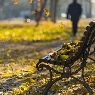 Bench autumn leaves wallpaper