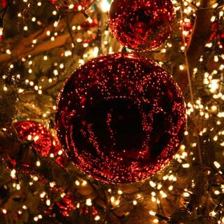 Christmas lights outdoors wallpaper