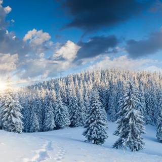 Winter forest laptop wallpaper