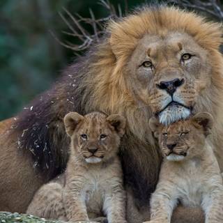 Lion and family wallpaper