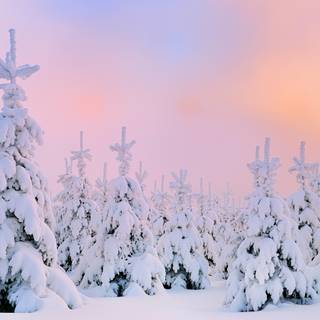 Winter HD desktop wallpaper