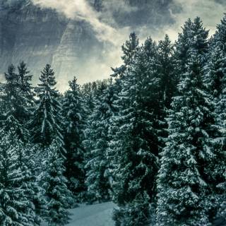 iPhone 12 mini winter wallpaper