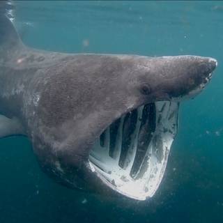 Basking shark wallpaper