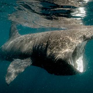 Basking shark wallpaper