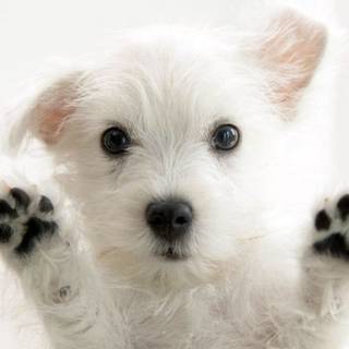 Cool puppy wallpaper