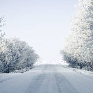 Winter branch wallpaper