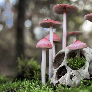 Mushroom desktop wallpaper