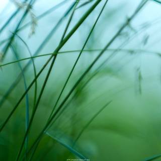 Simply beauty wallpaper