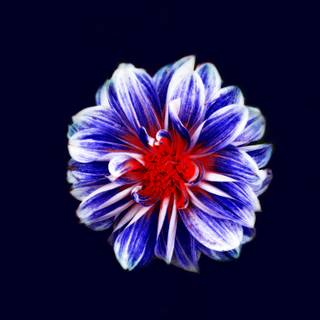 Colorful flowers art wallpaper