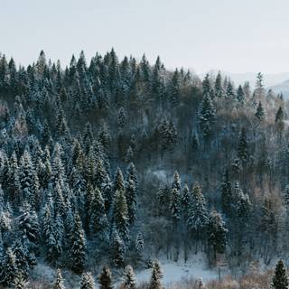 Pine forest winter wallpaper
