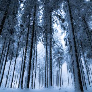 Winter evergreen forest wallpaper