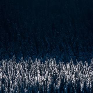 Winter evergreen forest wallpaper