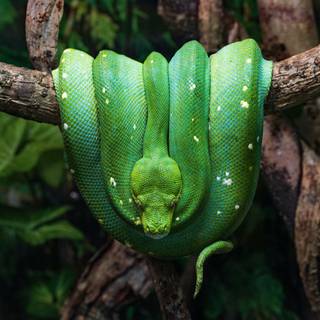 Green tree python wallpaper