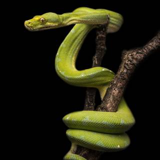 Green tree python wallpaper