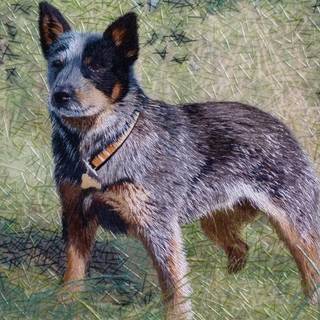 Australian Cattle mix wallpaper