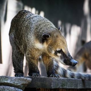 Coati wallpaper
