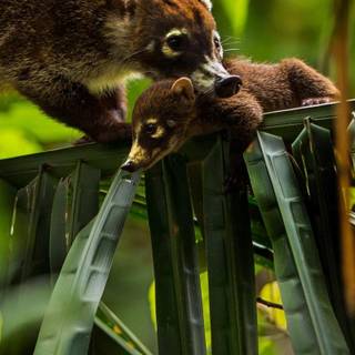 Coati wallpaper