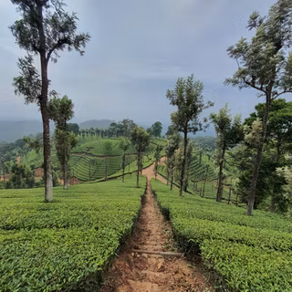 Assam fields wallpaper