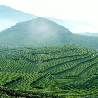 Assam fields wallpaper