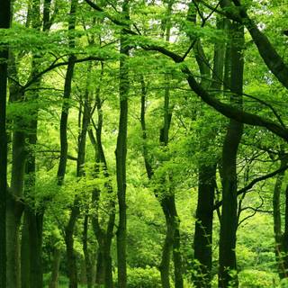 Macbook green wallpaper