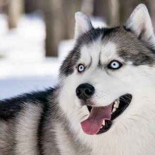 Winter animals PC wallpaper