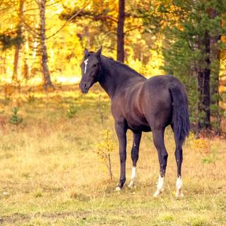 Fall horses wallpaper