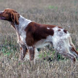 Brittany Spaniel wallpaper