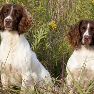 Brittany Spaniel wallpaper