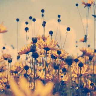 Aesthetic warm wallpaper