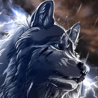 Midnight wolf wallpaper