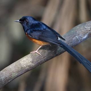 White-rumped wallpaper