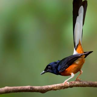 White-rumped wallpaper